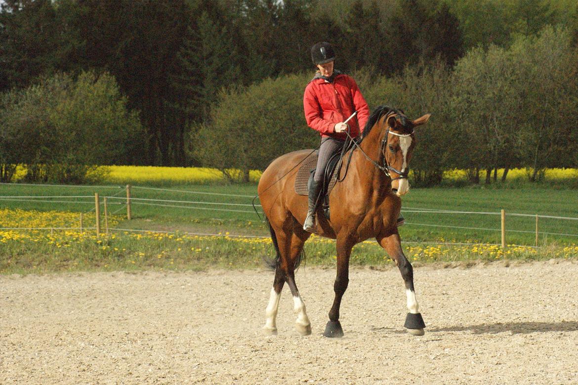 Dansk Varmblod Engvangs Don Select billede 4