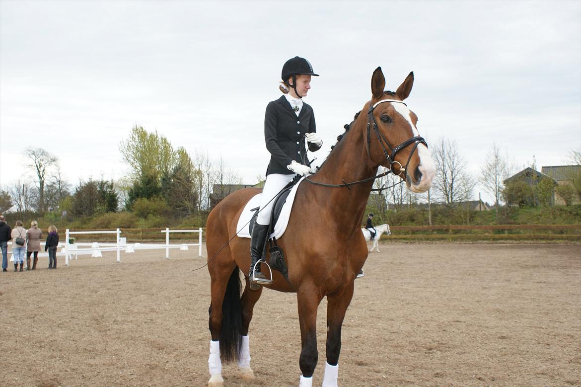 Dansk Varmblod Engvangs Don Select - Select til vores første stævne. 
 billede 5