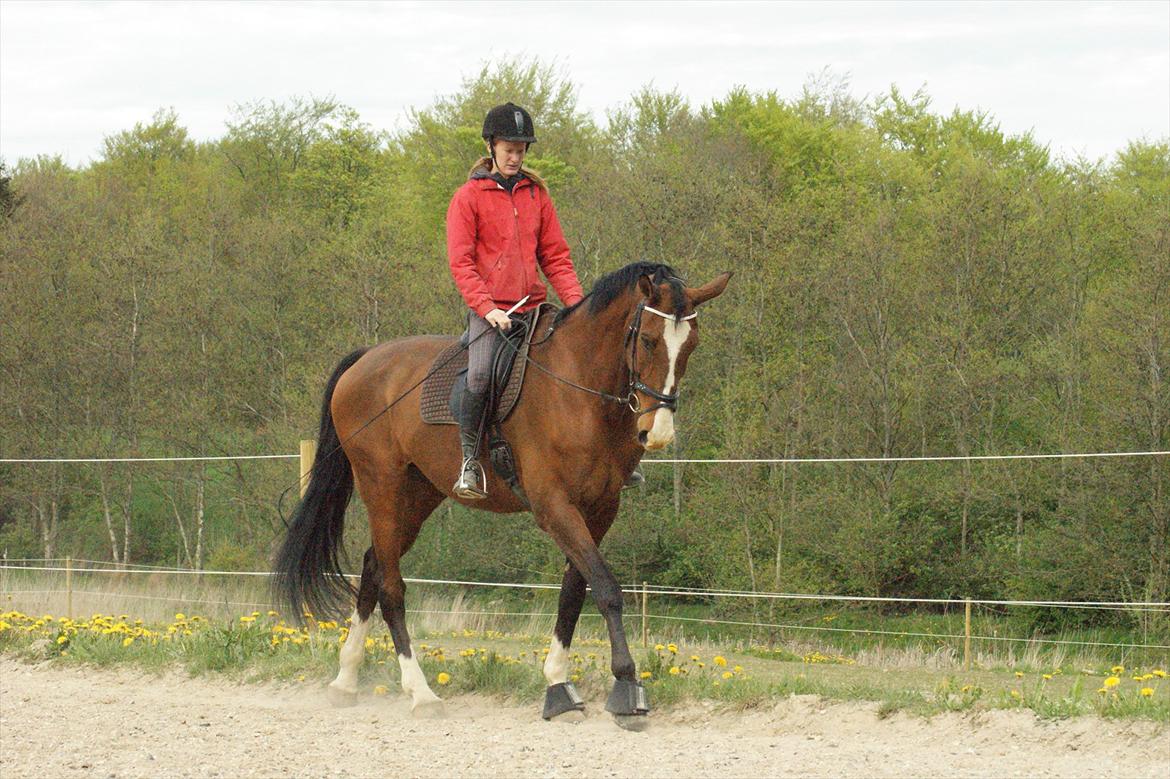 Dansk Varmblod Engvangs Don Select billede 6