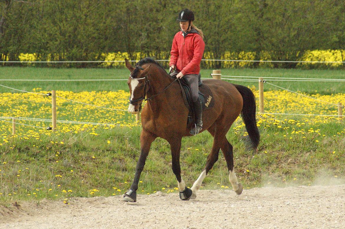 Dansk Varmblod Engvangs Don Select billede 8