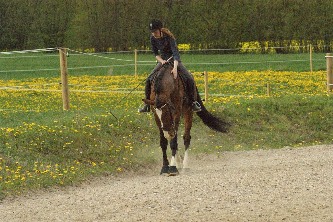 Dansk Varmblod Engvangs Don Select billede 9