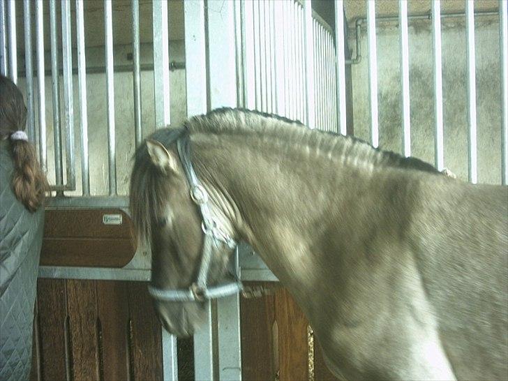 Anden særlig race Silver grey Moonlight billede 7