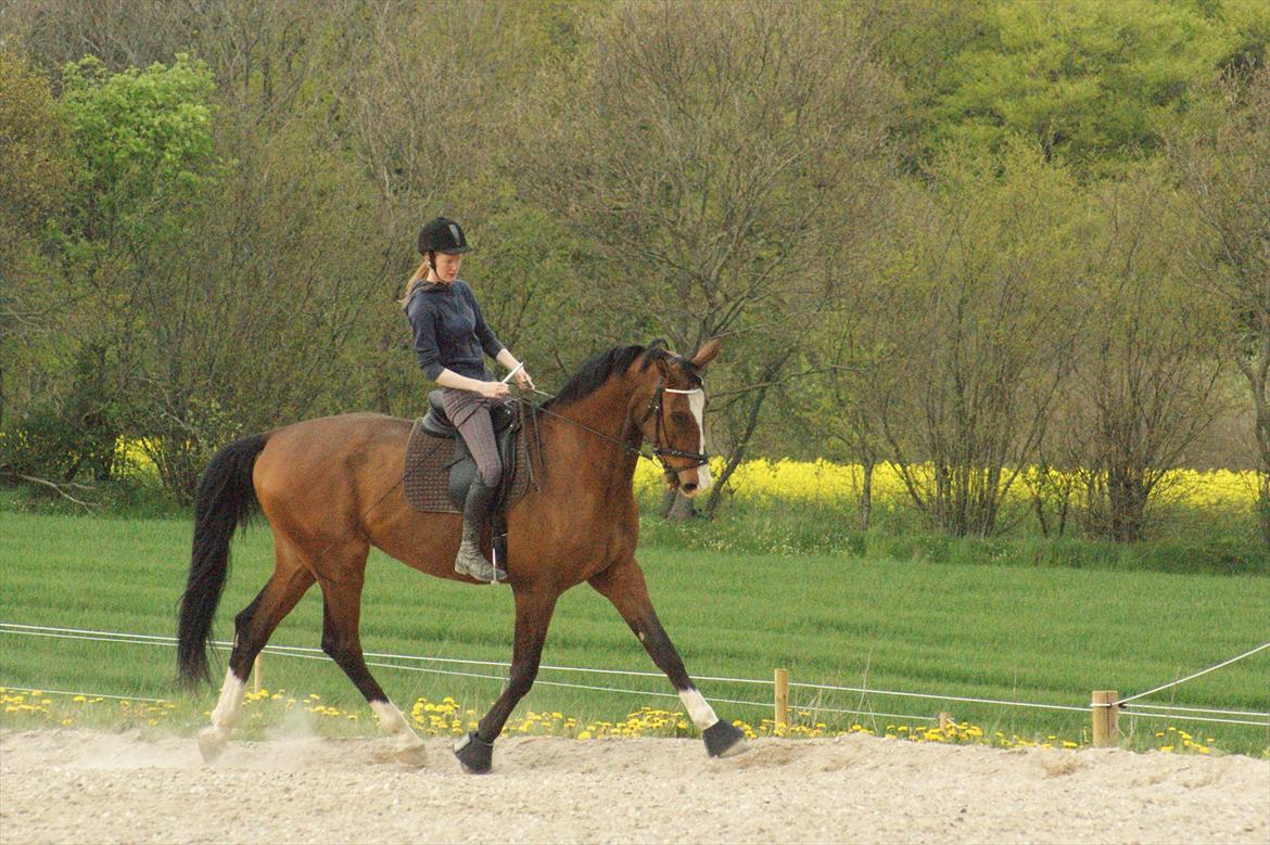 Dansk Varmblod Engvangs Don Select billede 10