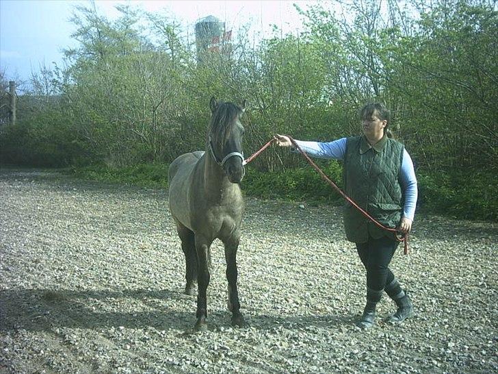 Anden særlig race Silver grey Moonlight billede 8
