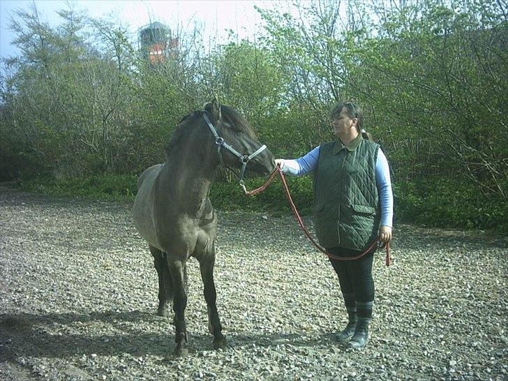 Anden særlig race Silver grey Moonlight billede 9