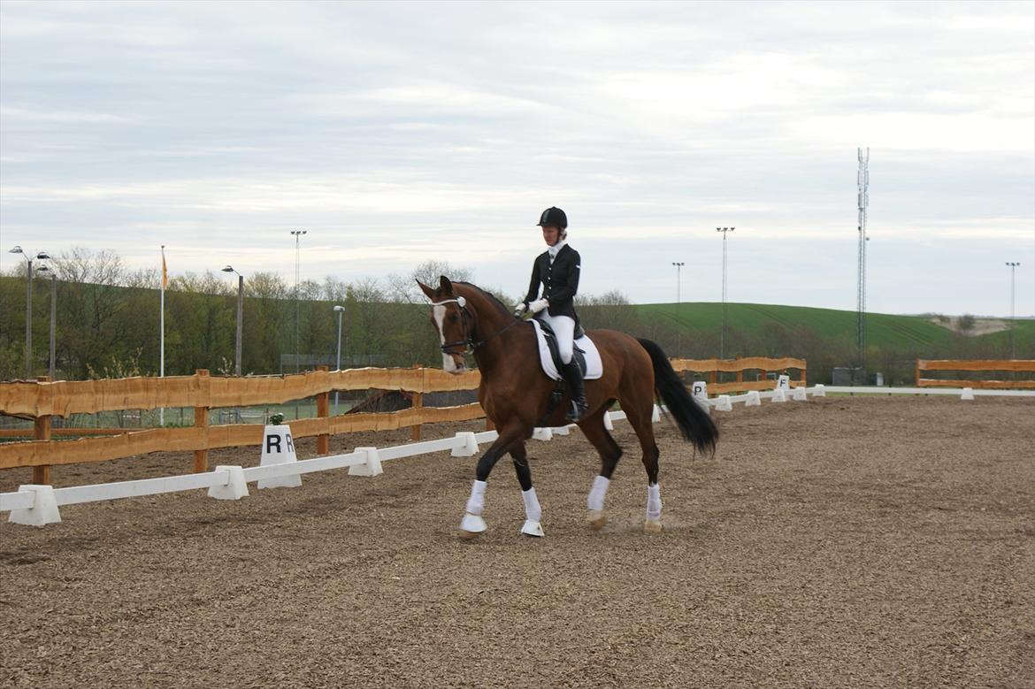 Dansk Varmblod Engvangs Don Select - Slutning på slangelinie.  billede 11