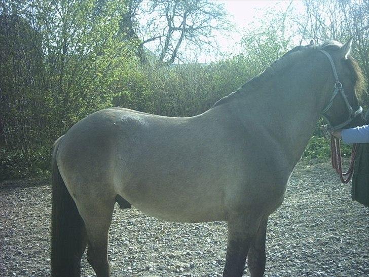 Anden særlig race Silver grey Moonlight billede 10