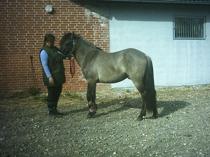 Anden særlig race Silver grey Moonlight billede 11