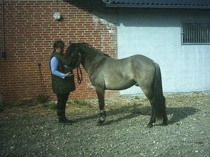 Anden særlig race Silver grey Moonlight billede 12