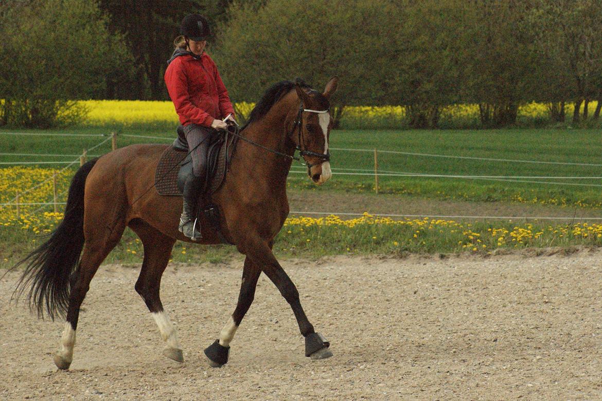 Dansk Varmblod Engvangs Don Select billede 12