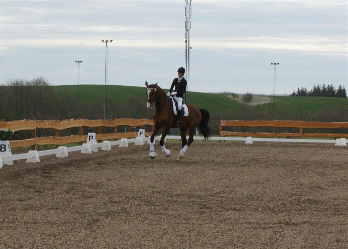 Dansk Varmblod Engvangs Don Select - Galop inde på banen, som han synes var sjov :) billede 14