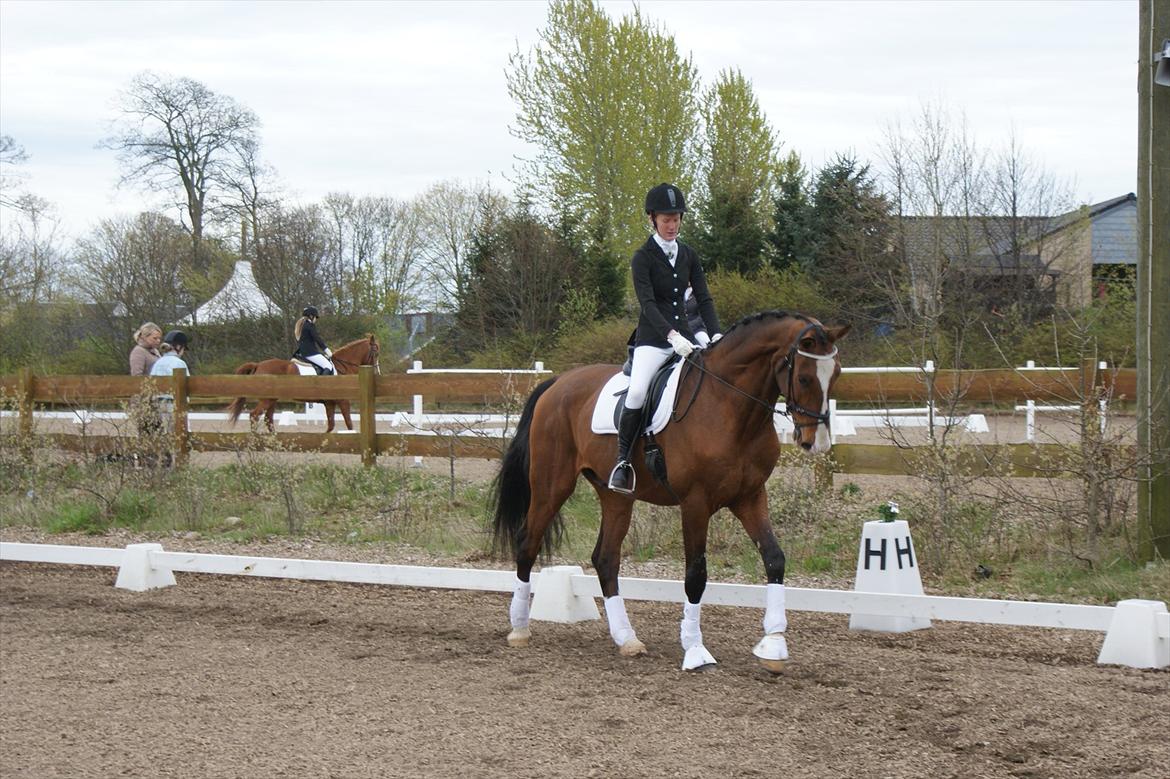 Dansk Varmblod Engvangs Don Select - Middelskridt skråt igennem.  billede 15