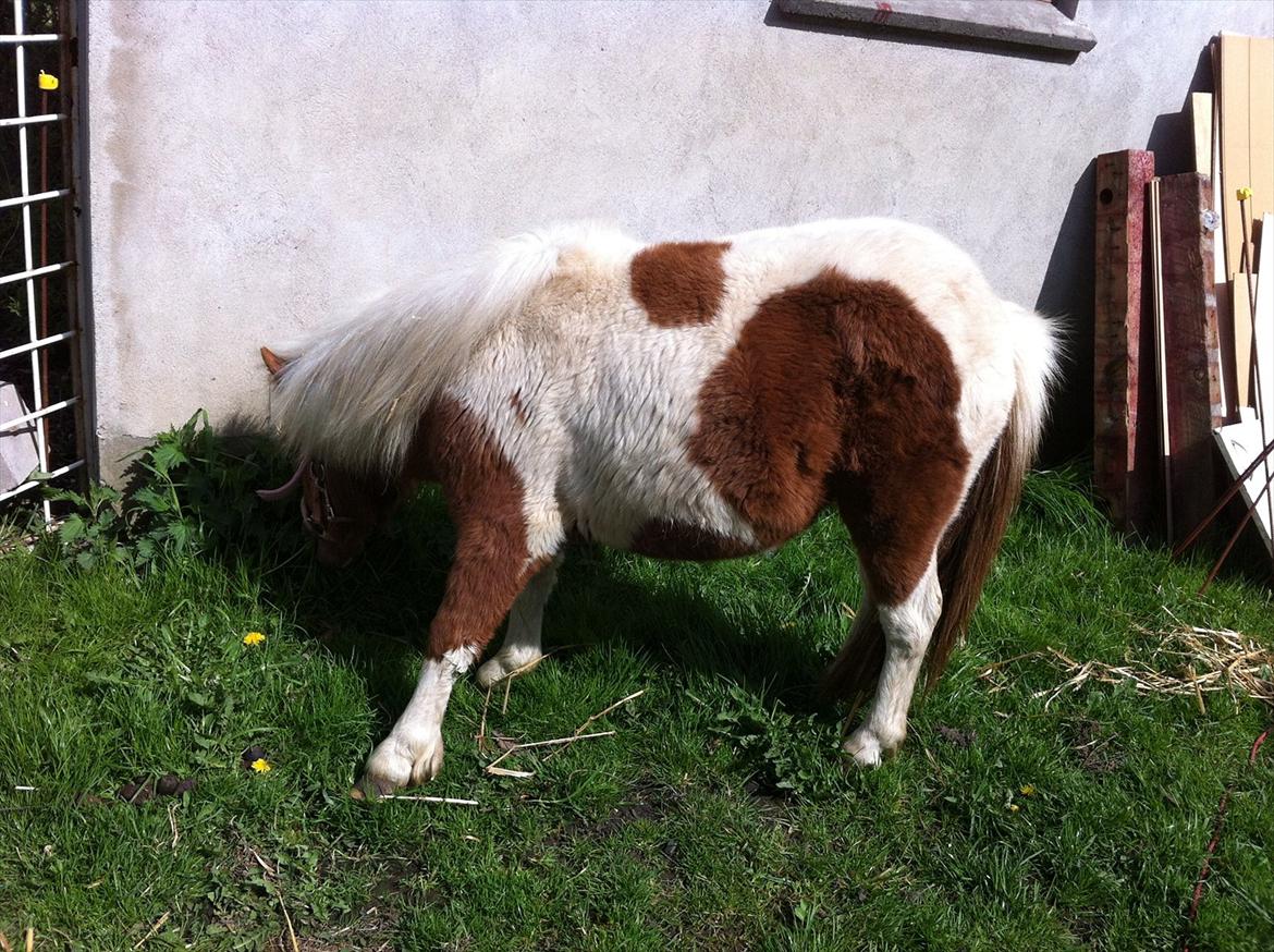 Shetlænder Emma billede 12