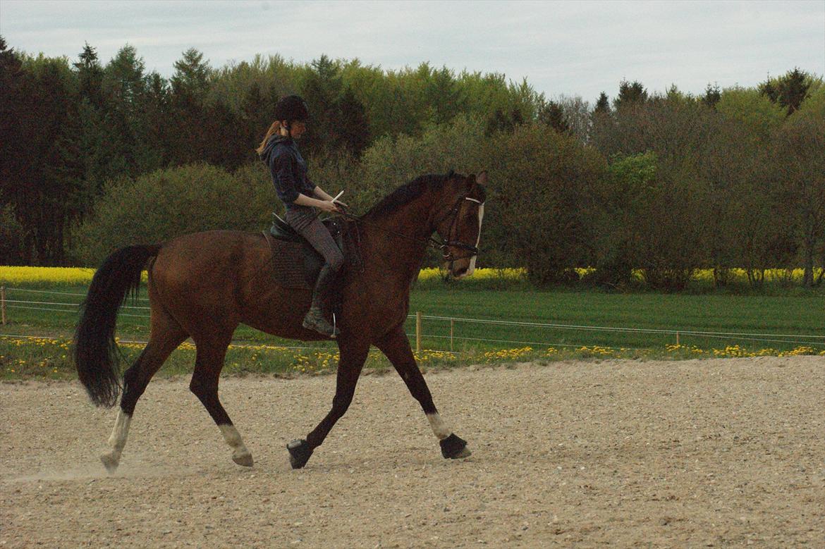 Dansk Varmblod Engvangs Don Select - Skal tvinge mig selv til at have et hul længere bøjler.  billede 16