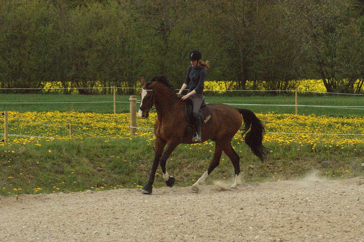 Dansk Varmblod Engvangs Don Select billede 17