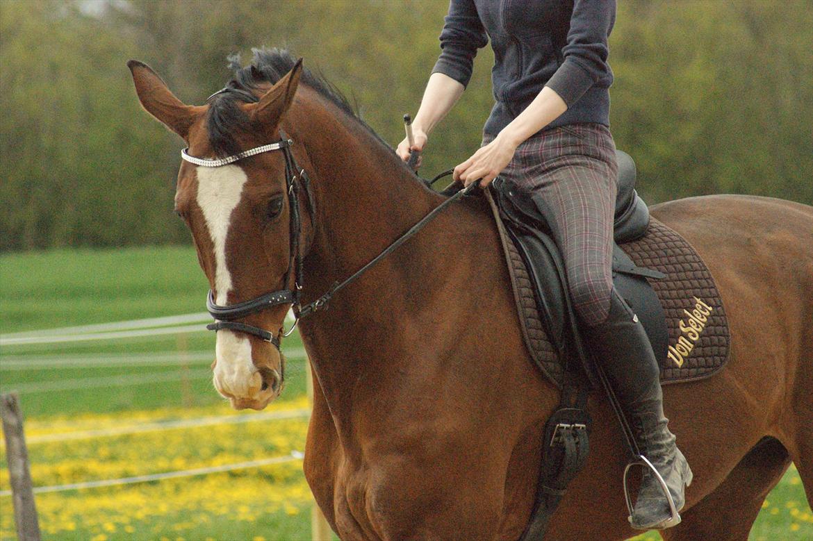 Dansk Varmblod Engvangs Don Select - Select med hans fine "Don Select" underlag :)  billede 18