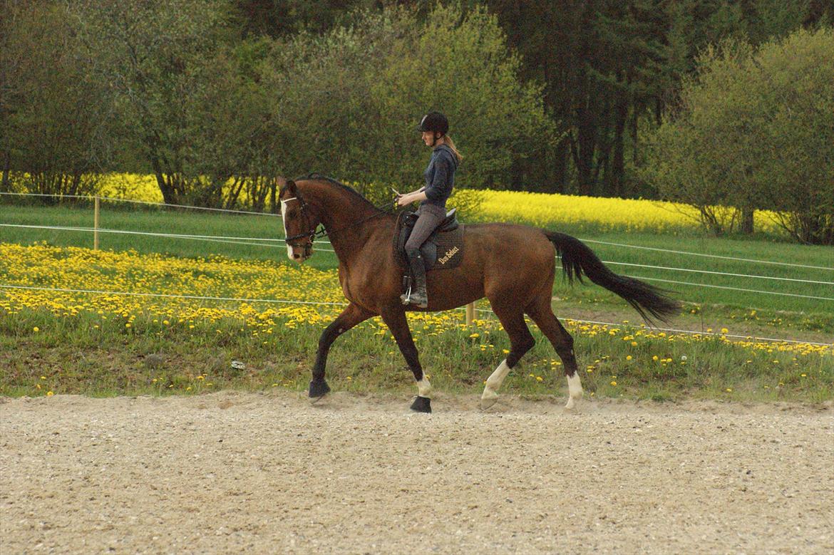 Dansk Varmblod Engvangs Don Select billede 19