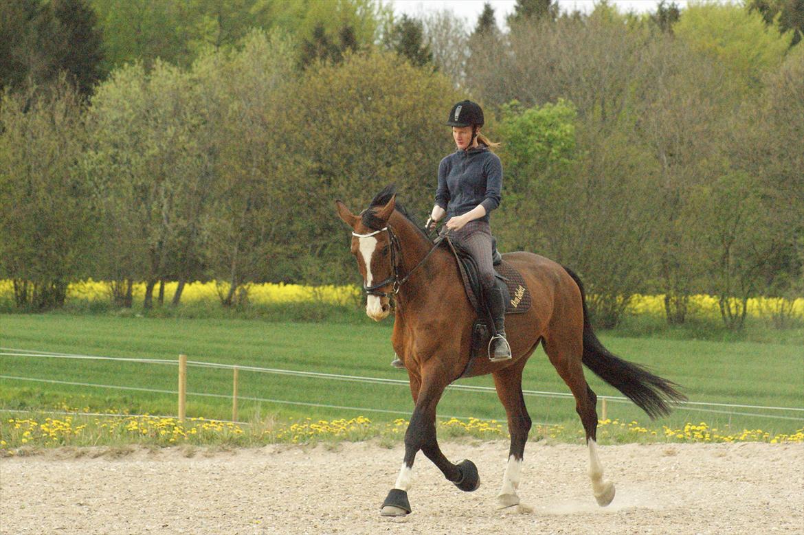 Dansk Varmblod Engvangs Don Select - Ganske almindelig træning billede 20