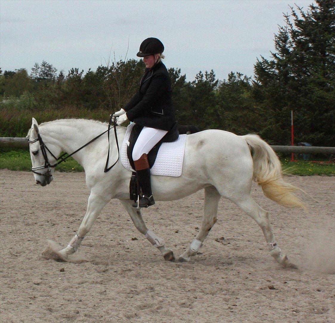 Pinto Marcia (elsket og savnet) - første stævne :) billede 18