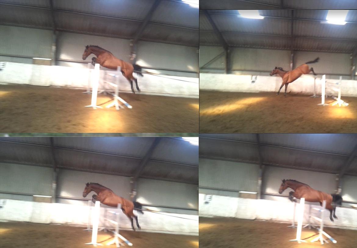 Holstener Triton - Løsspring,150  billede 17