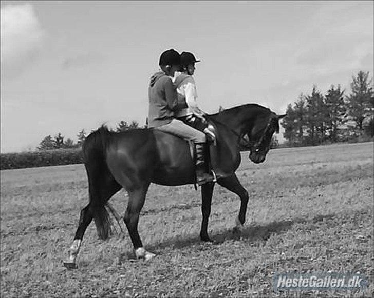 Traver Filur Raun billede 1