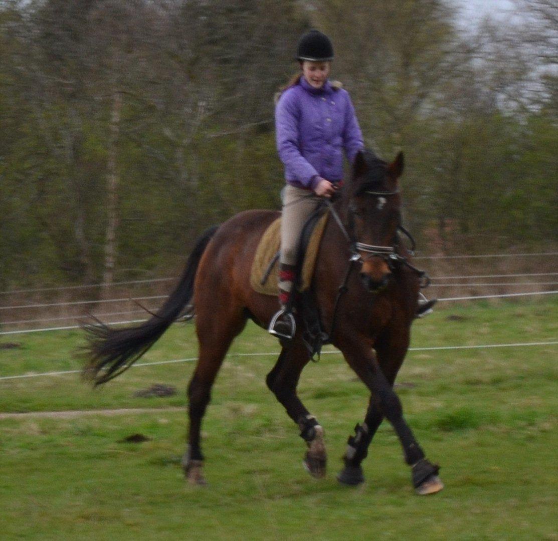 Traver Filur Raun billede 2