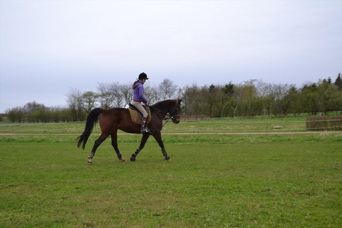 Traver Filur Raun billede 3