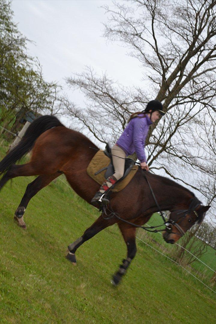 Traver Filur Raun billede 4