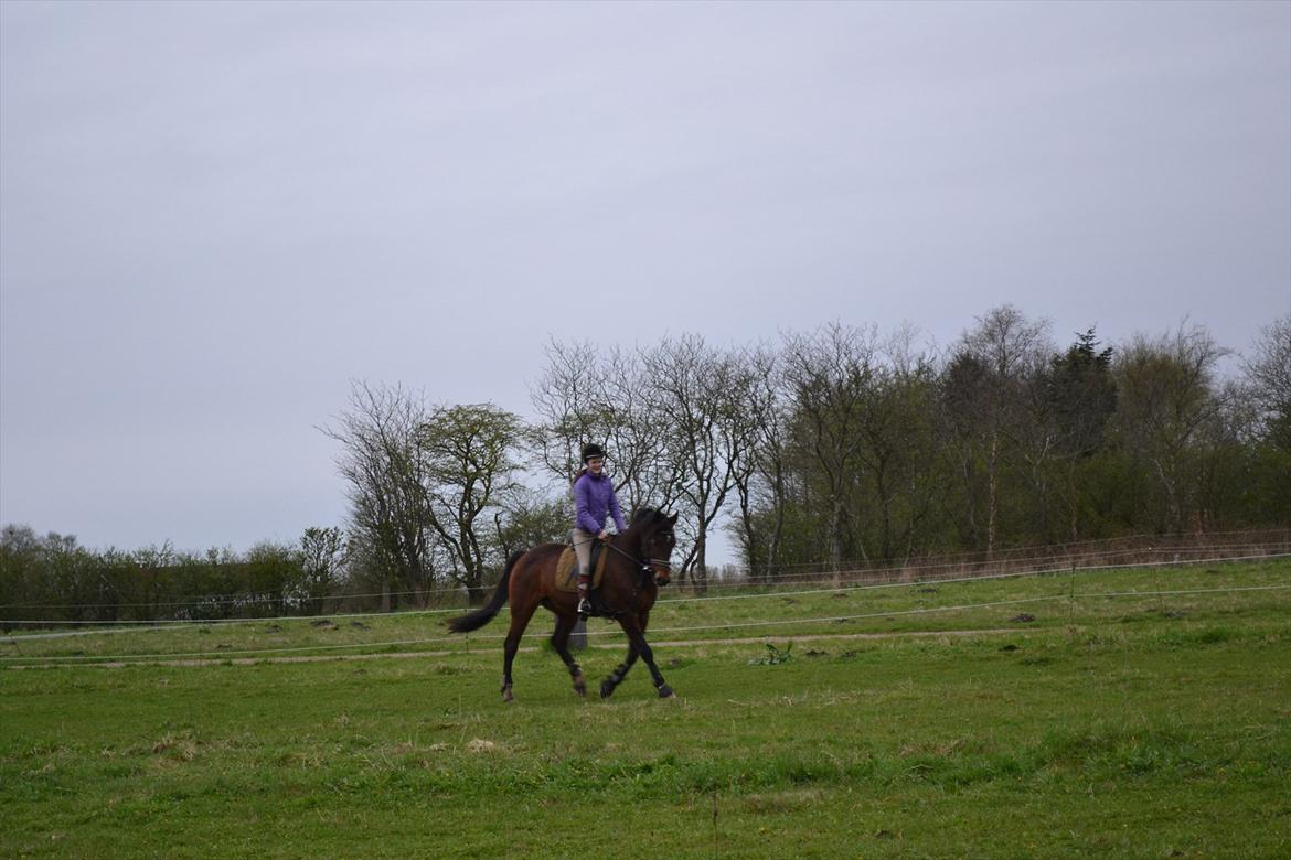 Traver Filur Raun billede 5