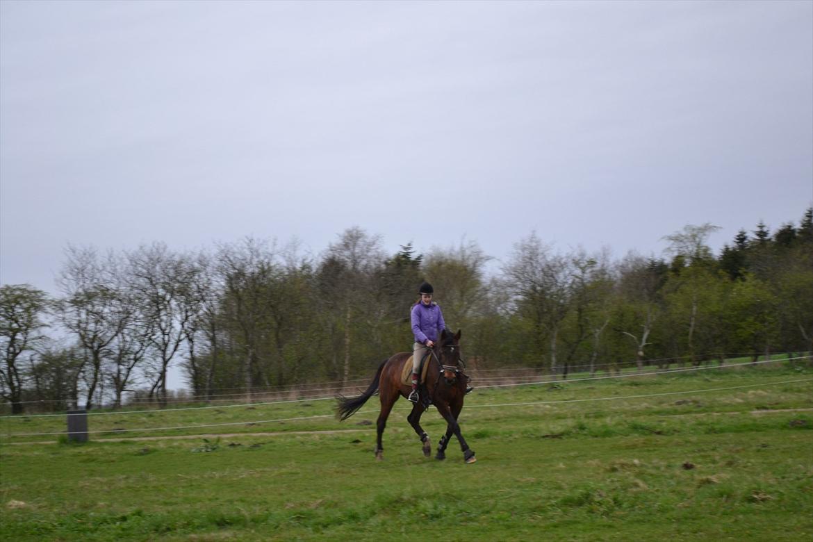 Traver Filur Raun billede 6