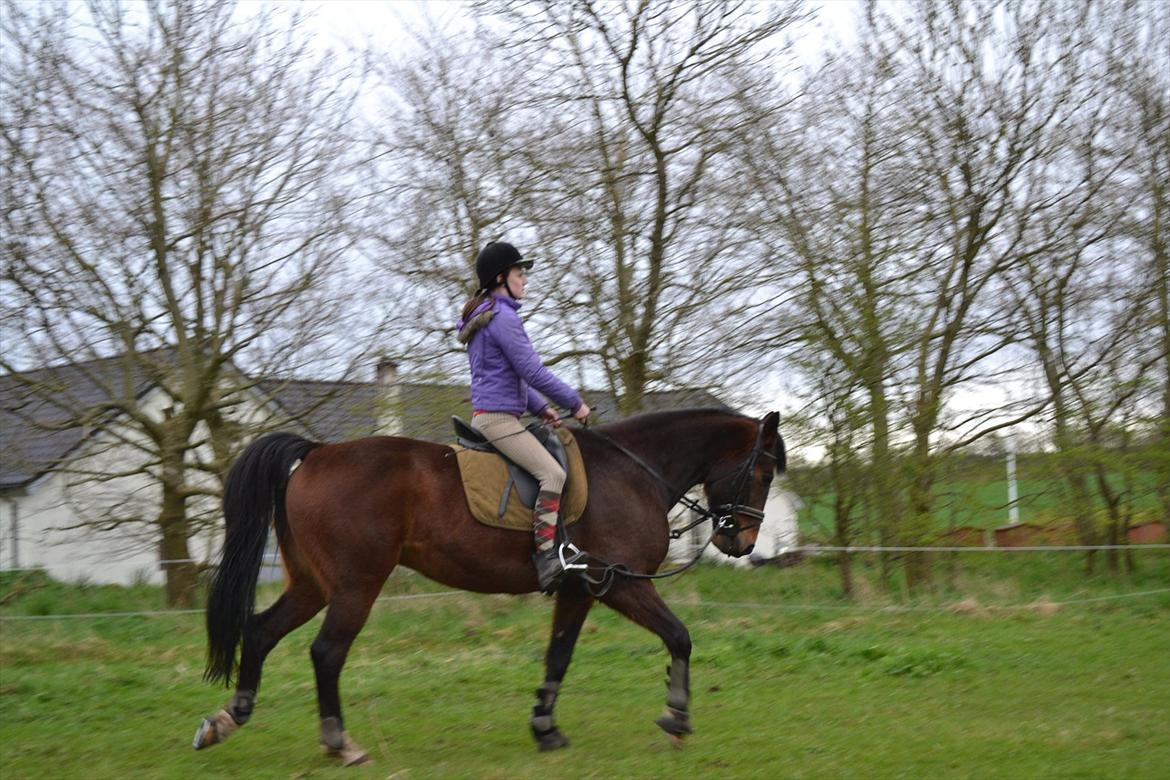 Traver Filur Raun billede 7