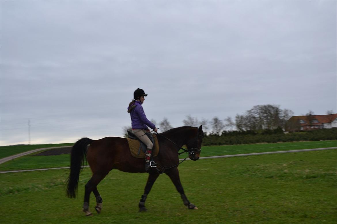 Traver Filur Raun billede 8