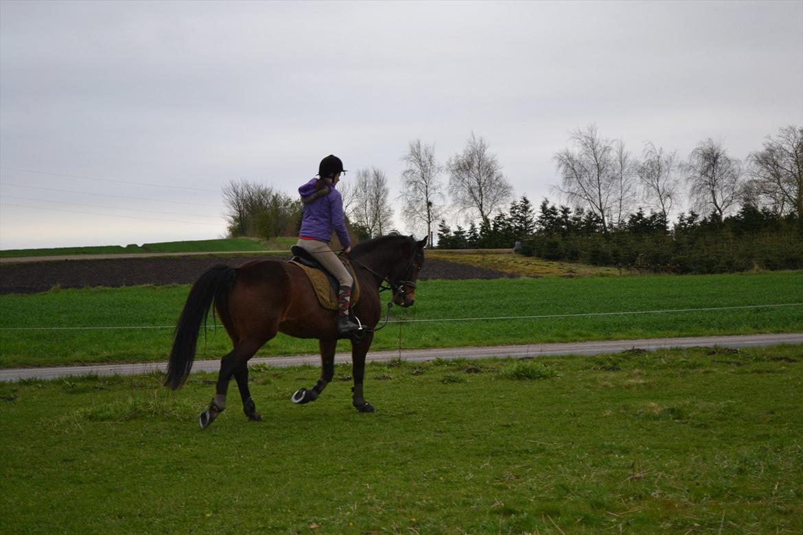 Traver Filur Raun billede 9