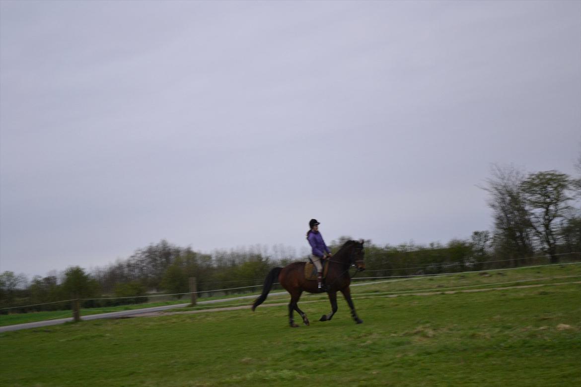 Traver Filur Raun billede 10