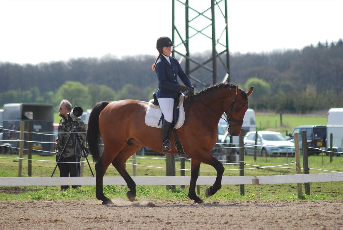 Holstener Triton billede 18