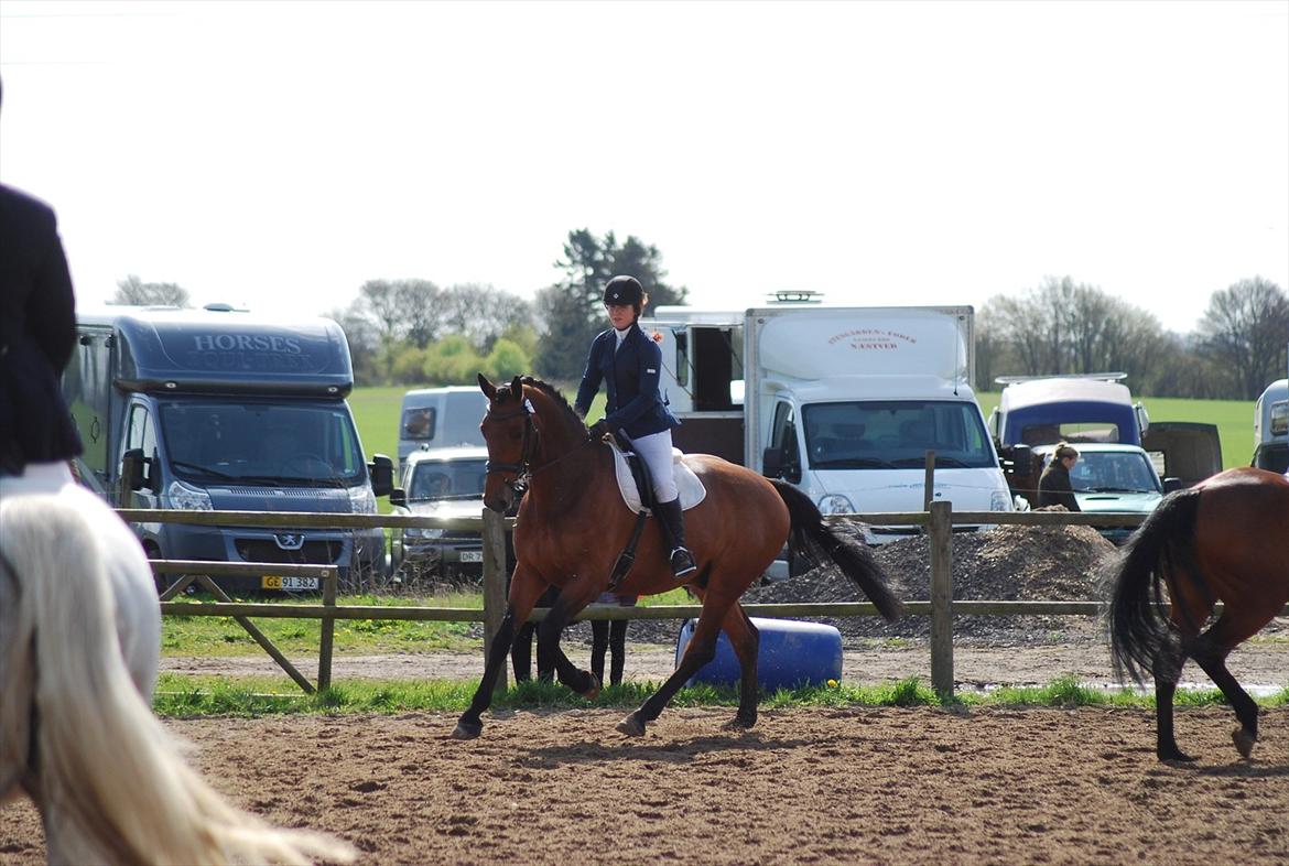 Holstener Triton billede 19