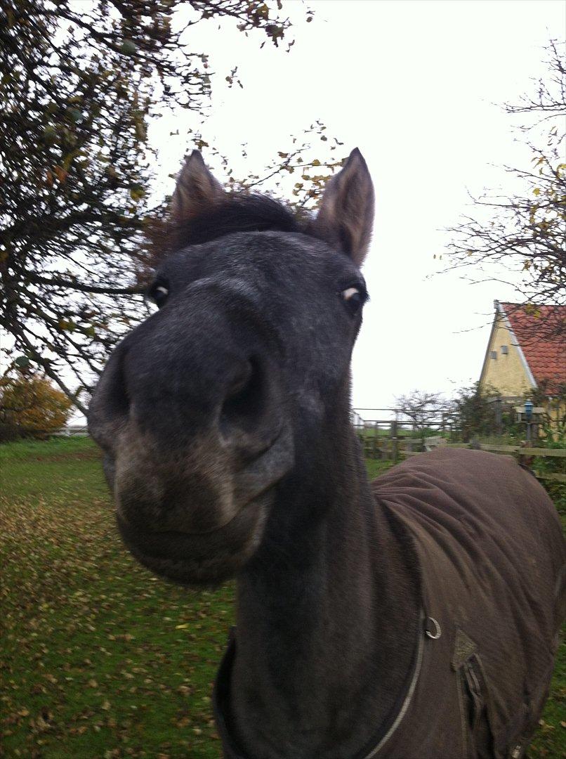 Welsh Pony af Cob-type (sec C) mitho's calista - SMIL :-D  billede 5