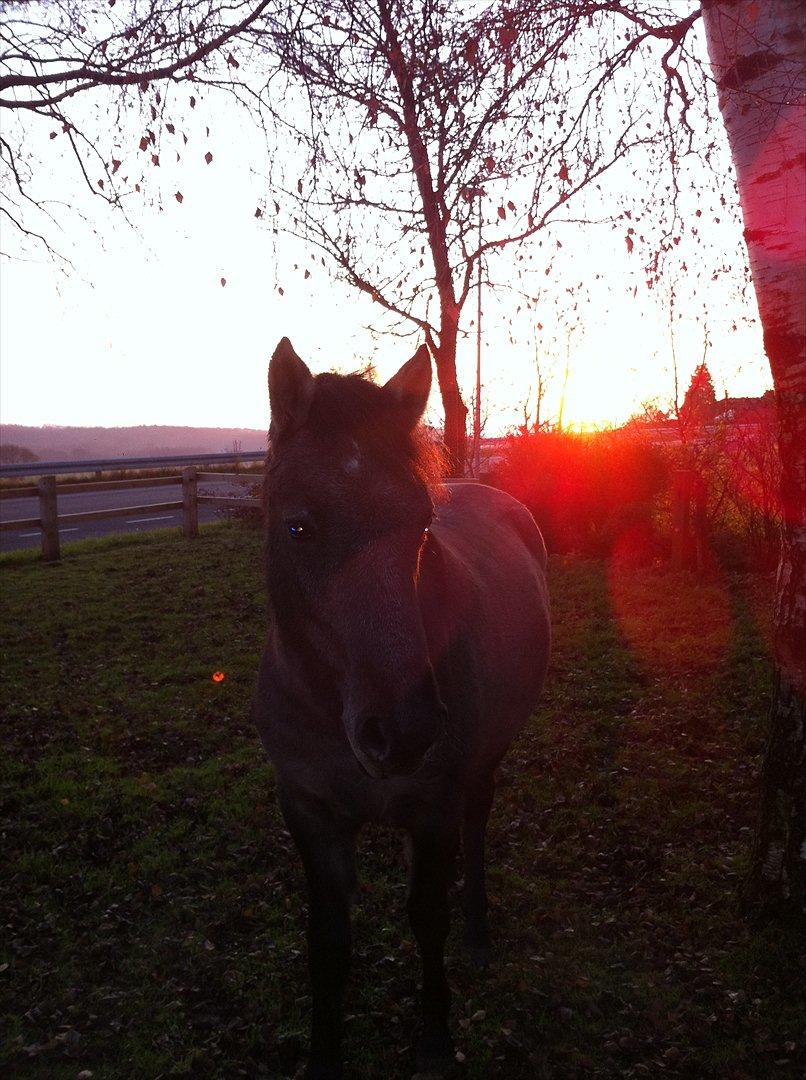 Welsh Pony af Cob-type (sec C) mitho's calista - i sol nedgangen <3 billede 7