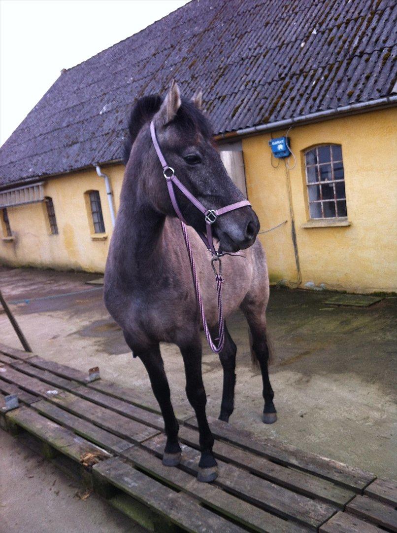 Welsh Pony af Cob-type (sec C) mitho's calista - <3 billede 9