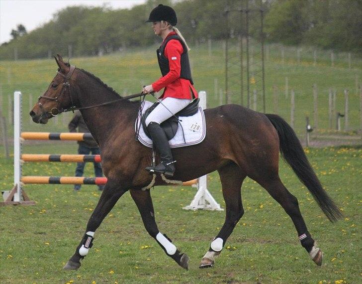 Dansk Varmblod Lady Aston - LÅNEHEST - Toptunet Aston! Foto: NB billede 11