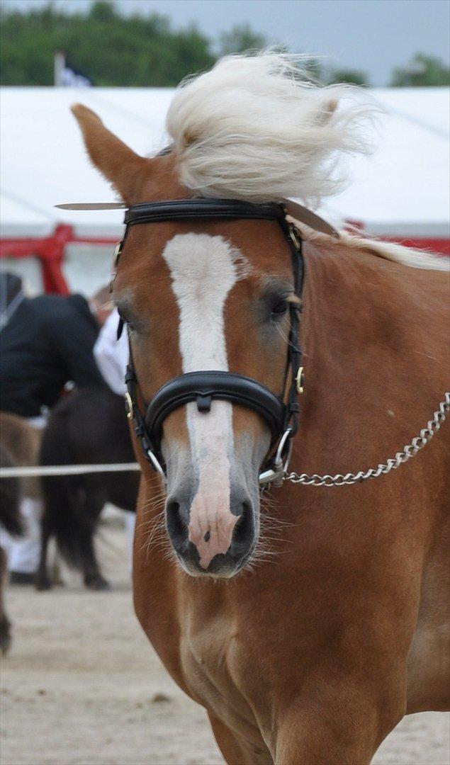 Haflinger Alladin - Dyrskue 2012. Foto: Jette Sejr Lund billede 16
