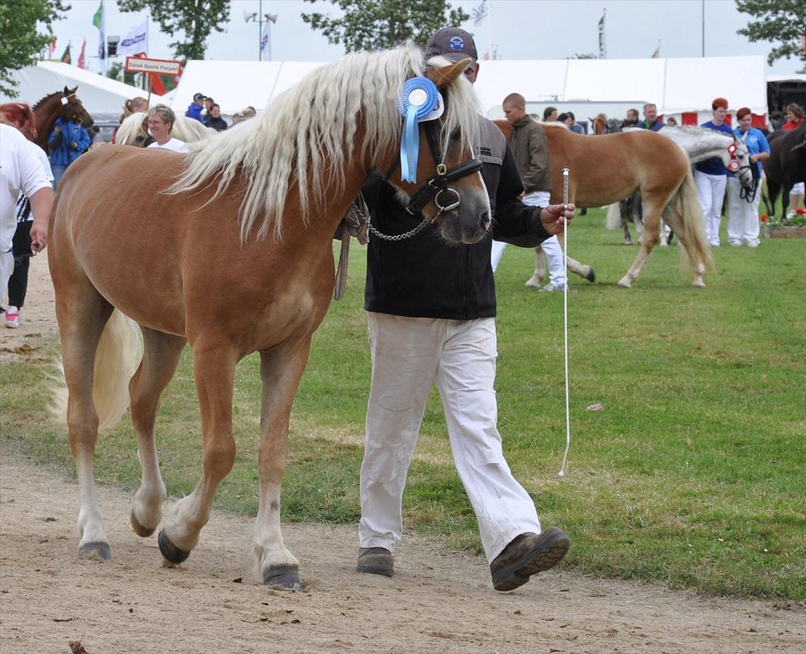 Haflinger Alladin - Dyrskue 2012. Foto: Jette Sejr Lund billede 17