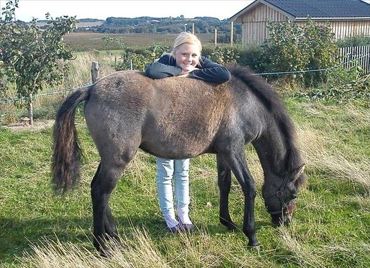 Welsh Pony af Cob-type (sec C) mitho's calista - smarte pony :-) billede 11