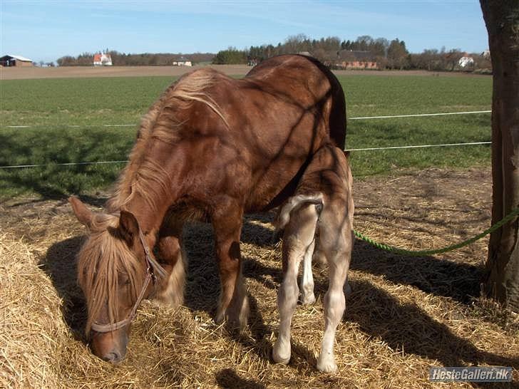 Jyde Mary billede 12