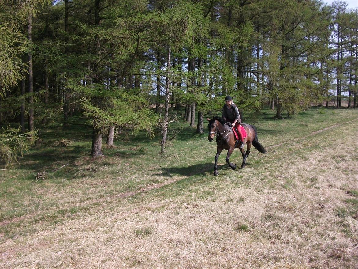 Anden særlig race Gillian (Solgt) - Galop i skoven den 1/5-2012 billede 18