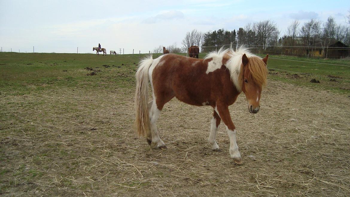 Anden særlig race smorup's Star  billede 19