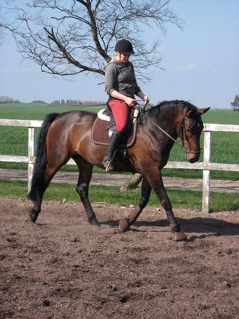 Anden særlig race Gillian (Solgt) - Maj 2012 billede 19