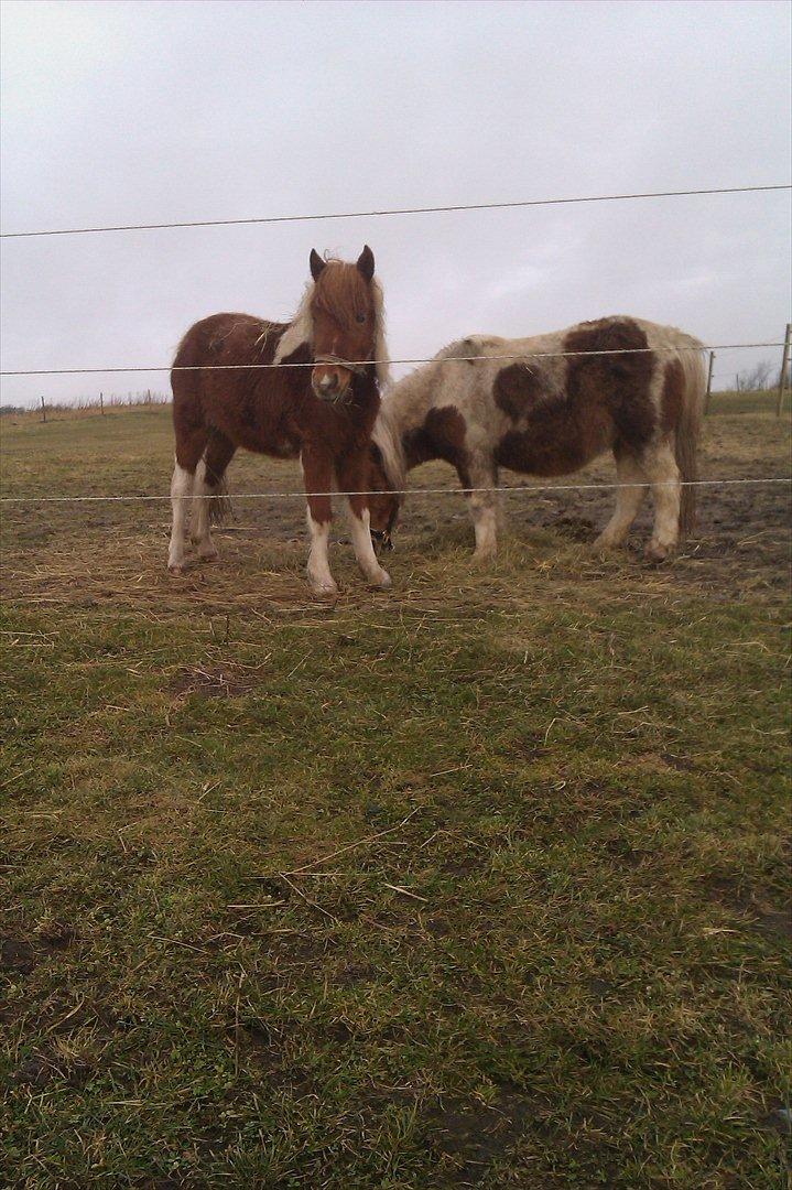 Anden særlig race smorup's Star  billede 20
