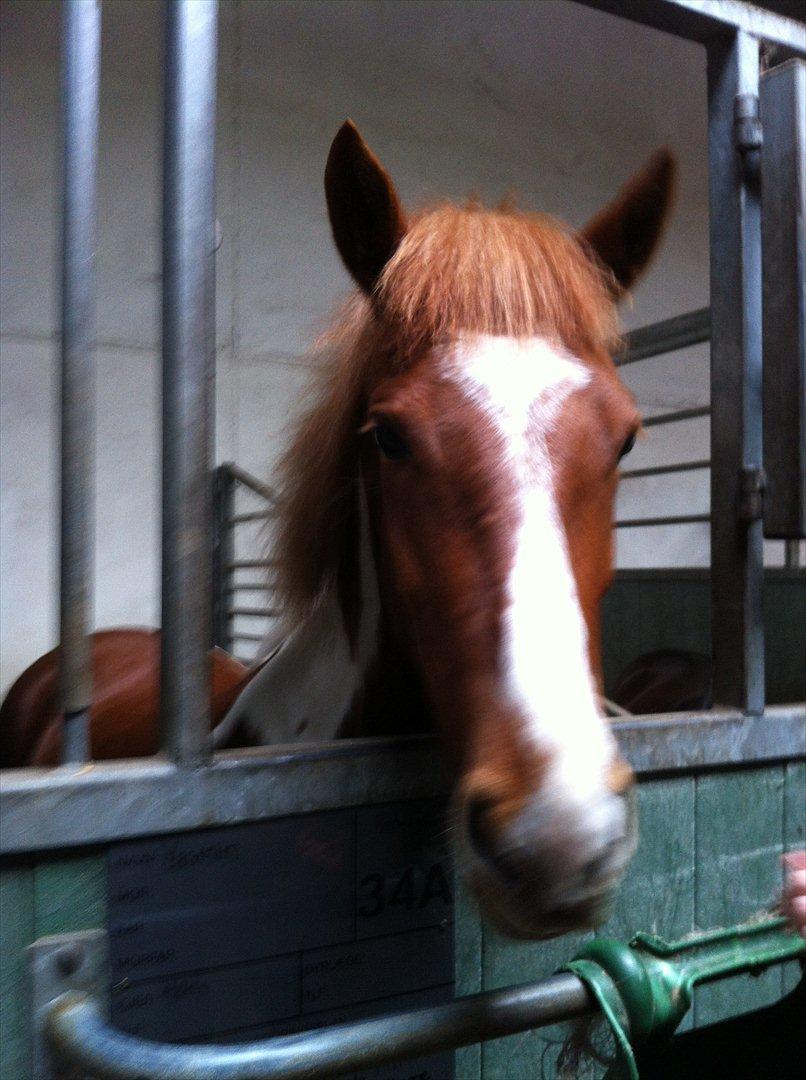 Anden særlig race Yasmin - Det første billede af dig smukke:D billede 3