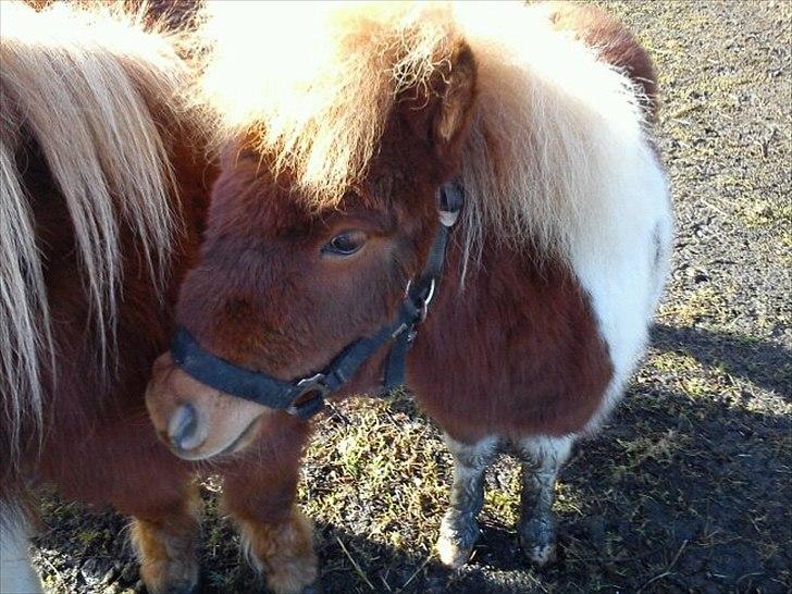 Shetlænder Prins - Her står jeg og slapper af op af min ''onkel Rondo'' :) billede 2
